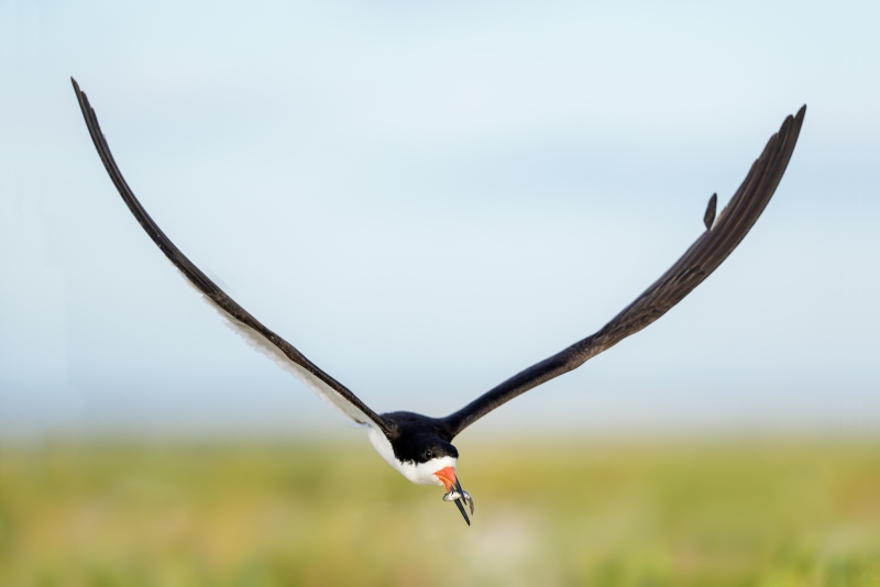 Black-Skimmer-3200-in-flight-above-beach-grasses-_DSC5150-Nickerson-Beach-Park-Lido-Beach-LI-NY-Enhanced-NR