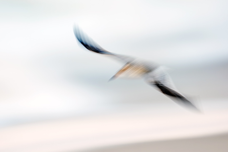 Black-Skimmer-3200-juvenile-flight-pan-blur-_DSC0373-Nickerson-Beach-Park-Lido-Beach-LI-NY-Enhanced-NR