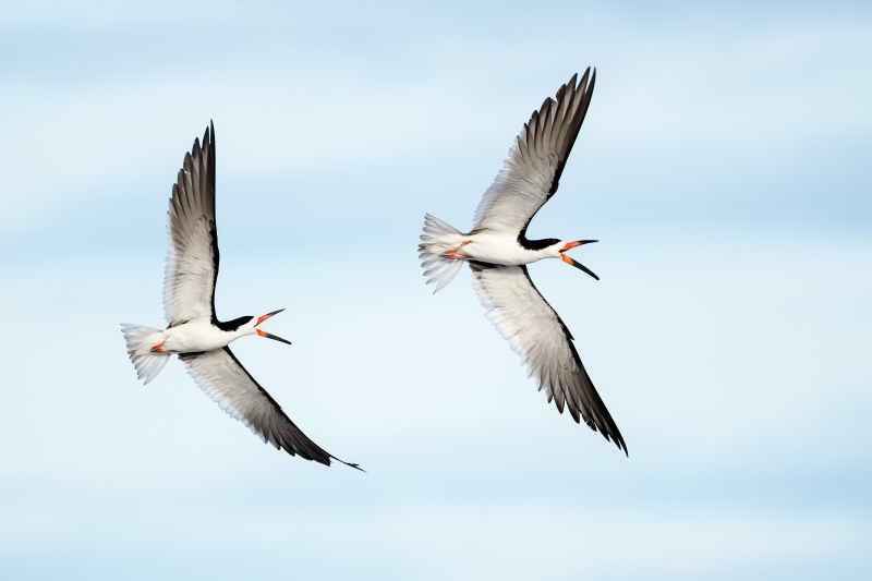 Black-Skimmer-3200-middair-squabble-_DSC5938-Nickerson-Beach-Park-Lido-Beach-LI-NY-Enhanced-NR