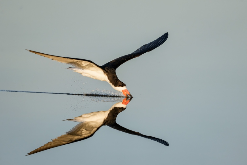 Black-Skimmer-3200-skimming-with-mirror-image-reflection-_DSC3839-Long-Beach-LI-NY-Enhanced-NR