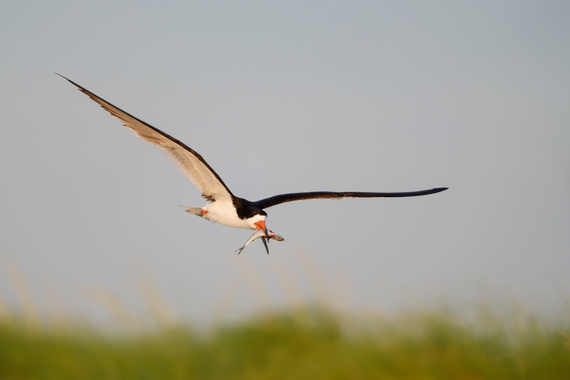 Black-Skimmer-3200-with-killifish-for-chicks-SteveSHORE-_A1ii_D6-05700_2025-Nickerson-Beach-NY-Enhanced-NR