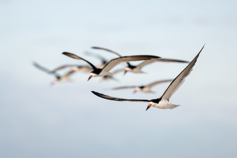 Black-Skimmer-group-of-eight-in-flight-_DSC5351-Nickerson-Beach-Park-Lido-Beach-LI-NY-Enhanced-NR