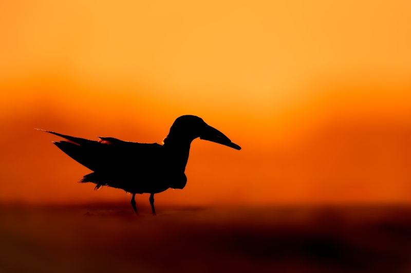 Black-Skimmer-in-red-light-district-_DSC2755-Nickerson-Beach-Park-Lido-Beach-LI-NY-Enhanced-NR