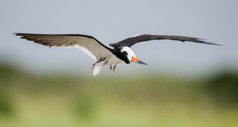 Black-Skimmer-shaking-off-water-in-flight-_DSC1159-Nickerson-Beach-Park-Lido-Beach-LI-NY-Enhanced-NR