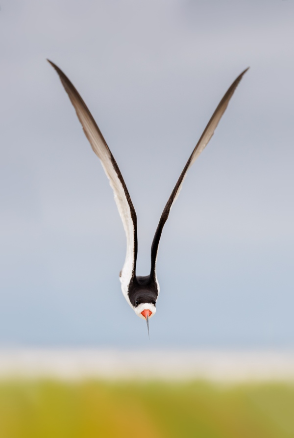 Black-Skmmer-3200-defending-chicks-VASILI-_L8A7483-Nickerson-Beach-Park-Lido-Beach-LI-NY-Enhanced-NR