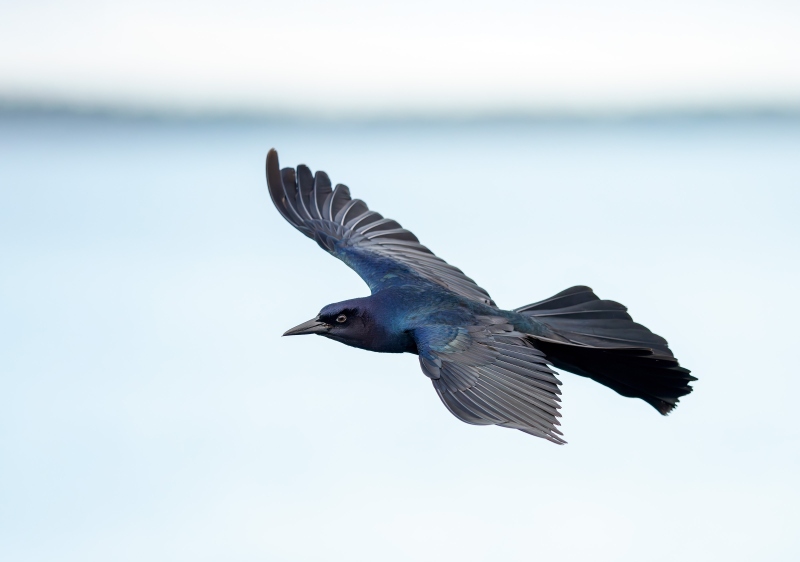 Boat-tailed-Grackle-3200-male-in-flight-ISO-8000-_DSC7957-Indian-Lake-Estates-FL