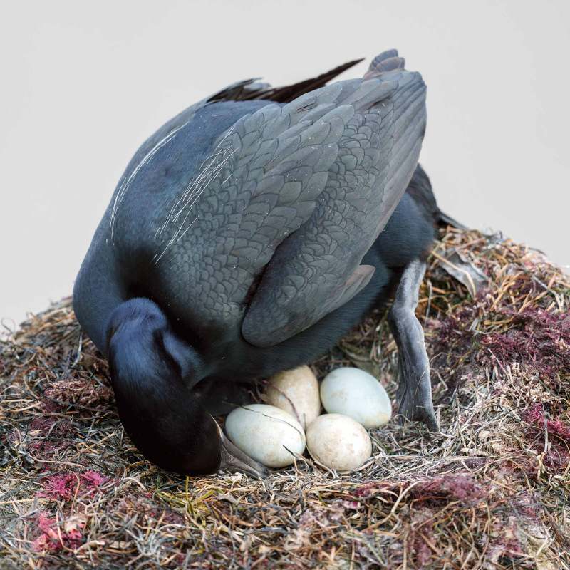 Brandts-Cormorant-tending-eggs-_DSC5418-La-Jolla-CA-Enhanced-NR
