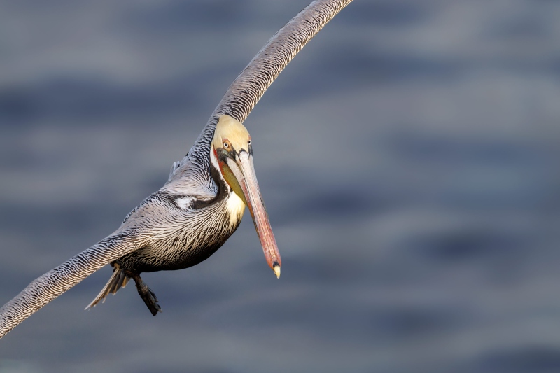 Brown-Pelican-3200-1200mm-flight-Vasili-_L8A7796