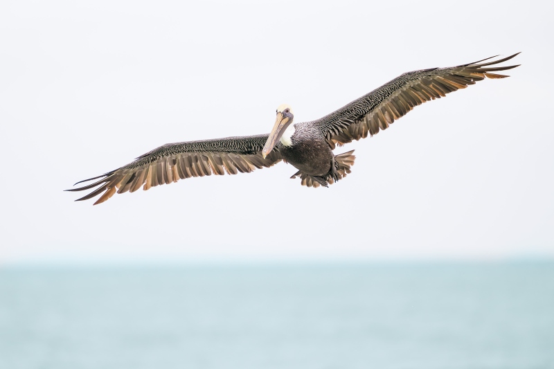 Brown-Pelican-3200-adult-in-flight-_DSC7100-Sebastian-Inlet-FL-Enhanced-NR