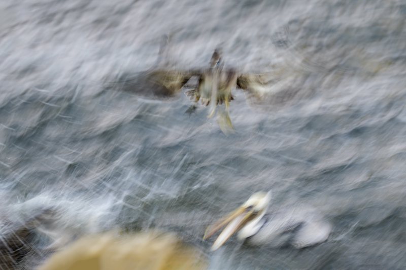 Brown-Pelican-3200-feeding-blur-_DSC9919-Sebastian-Inlet-FL