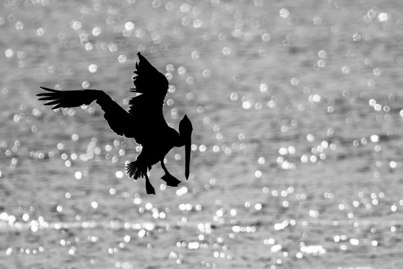Brown-Pelican-3200-fishiing-BW-SILH-_DSC9783-Sebastian-Inlet-FL