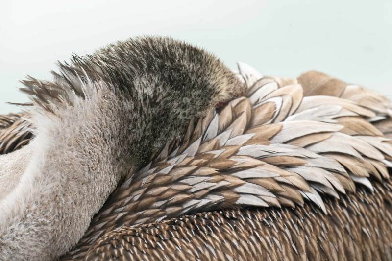 Brown-Pelican-3200-immature-feather-detail-_A1G9108-La-Jolla-CA