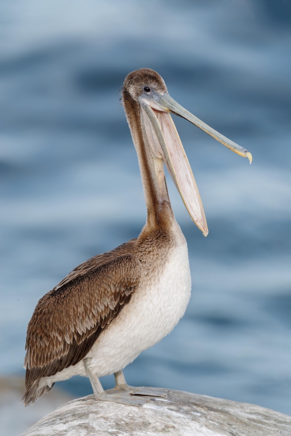 Brown-Pelican-3200-juvenile-VASILI-_L8A1435