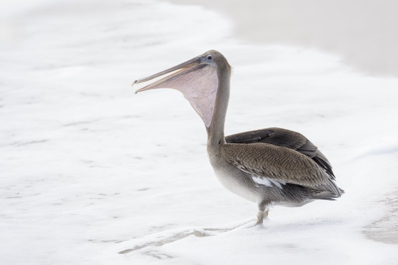Brown-Pelican-3200-juvenile-swallowing-fish-_DSC0655-Sebastian-Inlet-State-Park-FL