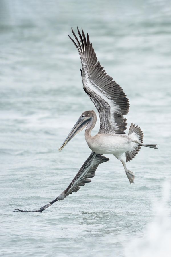 Brown-Pelican-3200-juvenile-turning-to-dive-for-fish-_DSC9942-Sebastian-Inlet-FL