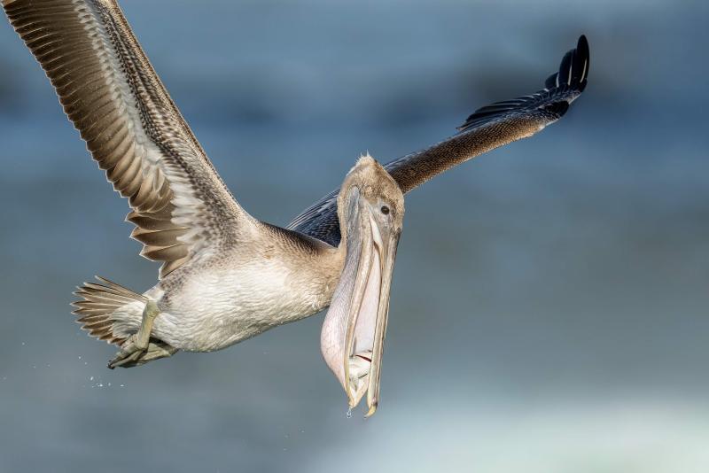 Brown-Pelican-3200-juvenile-with-fish-in-bil-poouch-_DSC1441-Sebastian-Inlet-FL