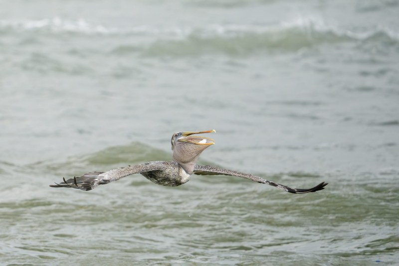 Brown-Pelican-3200-taking-flight-with-fish-in-pouch-_DSC5919-Sebastian-Inlet-FL Brown-Pelican-3200-taking-flight-with-fish-in-pouch-_DSC5919-Sebastian-Inlet-FL