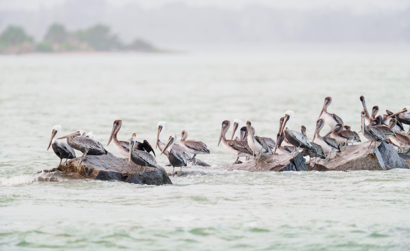 Brown-Pelicans-3200-on-rock-jetty-_DSC4860-Sebastian-Inlet-FL-Enhanced-NR