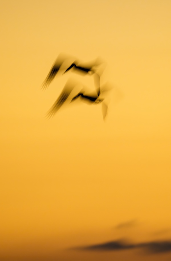 Brown-Pelicans-3200-two-at-sunrise-_DSC6052-Sebastian-Inlet-FL