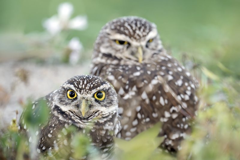 Burrowing-Owls-3200-at-burrow-_DSC5322-Vista-View-Park-Davie-FL