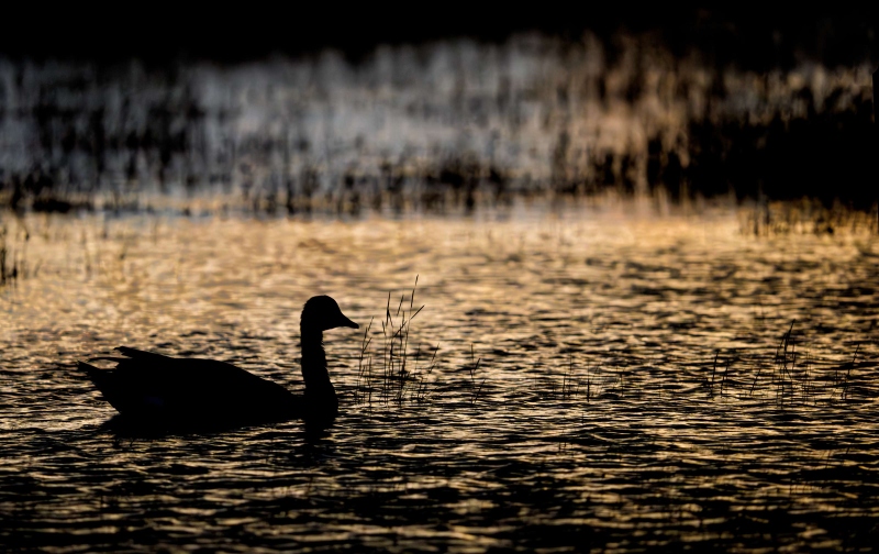 Canada-Goose-3200-in-coastal-pond-after-sunset-_DSC1425-Nickerson-Beach-Park-Lido-Beach-LI-NY-Enhanced-NR