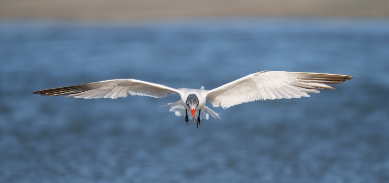 Caspian-Tern-3200-incoming-juvenile-_DSC0303-Sebastian-Inlet-FL-Enhanced-NR