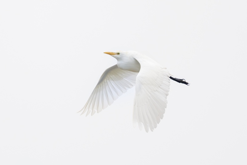 Cattle-Egret-3200-LESS-YELLOW-non-breeding-plumage-in-flight-_DSC1380-Indian-Lake-Estates-FL-