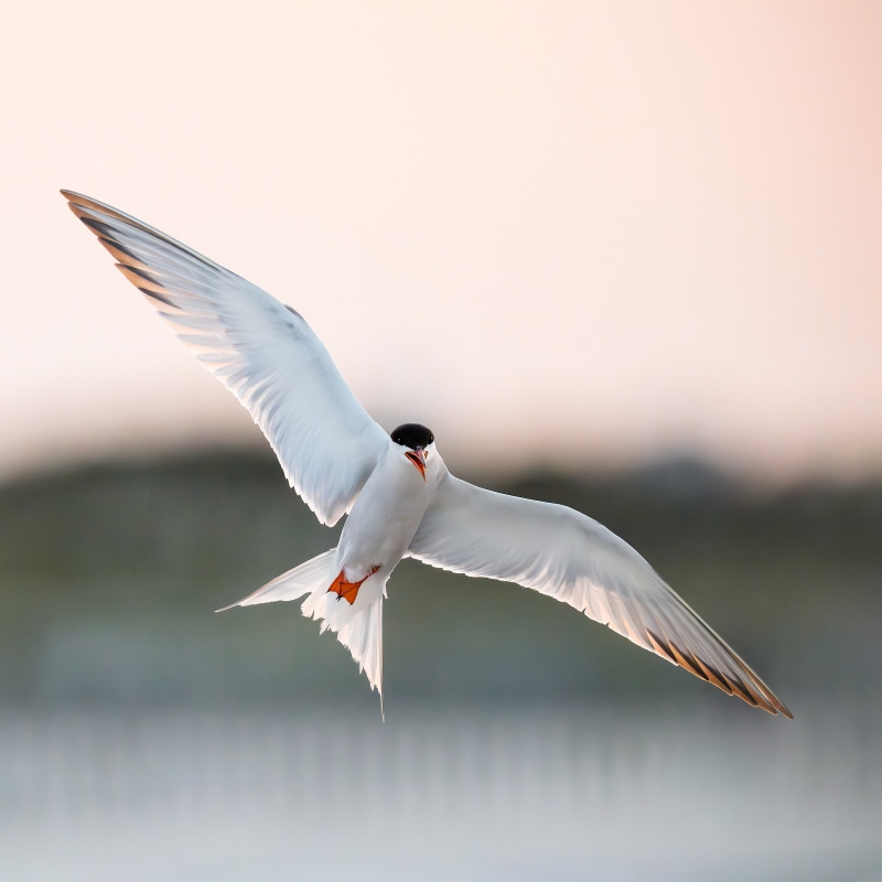 Common-Tern-2400-backlit-at-sundown-ISO-25600-_DSC0320-Nickerson-Beach-Park-Lido-Beach-LI-NY