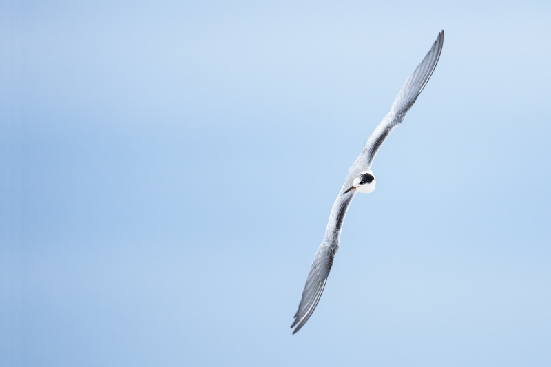Common-Tern-3200-juvenile-banking-in-flight-_DSC1961-Nickerson-Beach-Park-Lido-Beach-LI-NY-Enhanced-NR