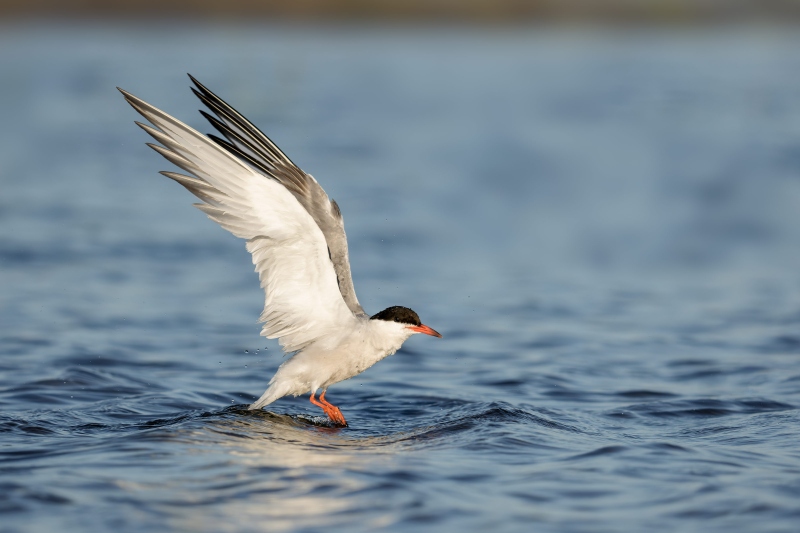 Common-Tern-3200-taking-flight-after-bath-_DSC0007-Long-Beach-LI-NY-Enhanced-NR