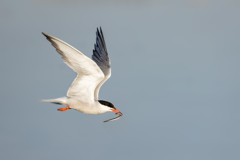 Common-Tern-3200-with-sandeel-_DSC4954-Long-Beach-LI-NY-Enhanced-NR