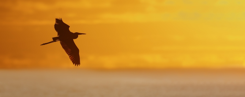 Greaat-Blue-Heron-3200-at-sunrise-PANO-_DSC9735-Sebastian-Inlet-FL