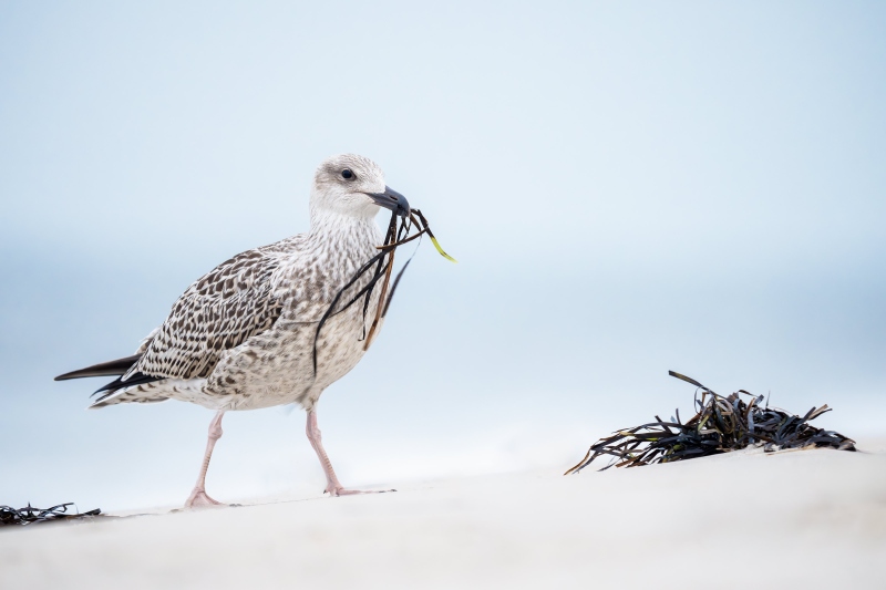 Great-Black-backed-Gull-3200-juvenile-playing-with-beach-wrack-_DSC0822-Nickerson-Beach-Park-Lido-Beach-LI-NY