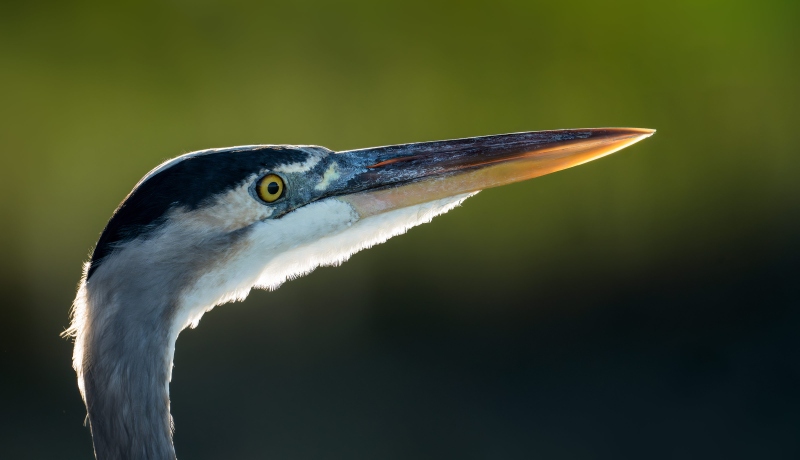 Great-Blue-Heron-3200-PANO-backlit-head-portrait-_DSC4327-Indian-Lake-Estates-FL