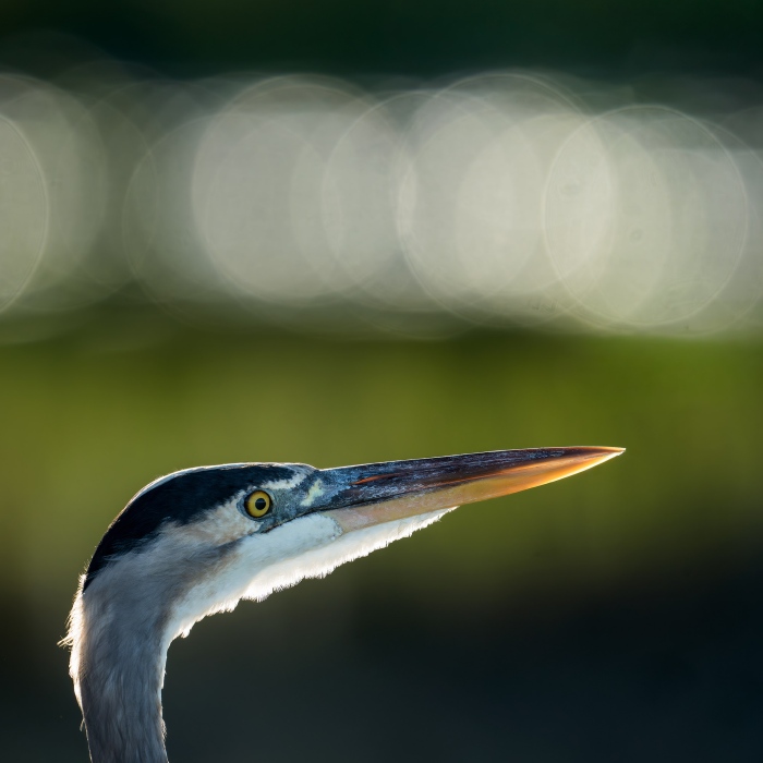 Great-Blue-Heron-3200-backlit-head-portrait-_DSC4327-Indian-Lake-Estates-FL