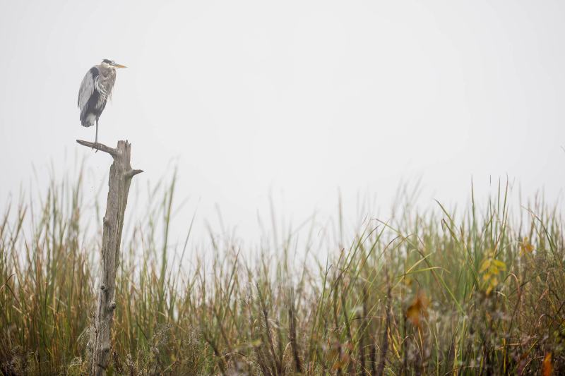 Great-Blue-Heron-3200-on-The-Perch-II-in-marsh-_DSC0677-Indian-Lake-Estates-FL-