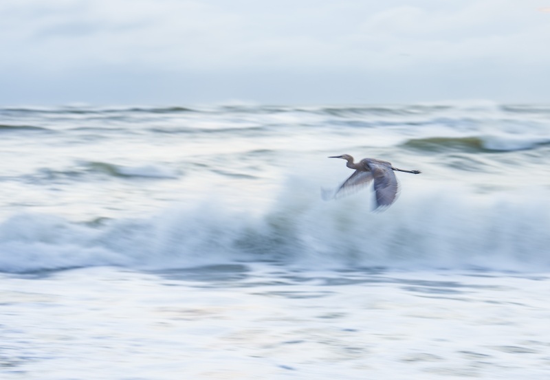 Great-Blue-Heron-3200-seascape-blur-_DSC5582-Sebastian-Inlet-FL Great-Blue-Heron-3200-seascape-blur-_DSC5582-Sebastian-Inlet-FL