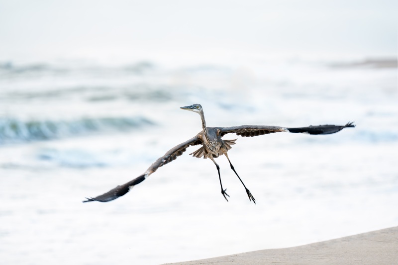 Great-Bue-Heron-3200-juvenile-taking-flight-_DSC2300-Sebastian-Inlet-FL
