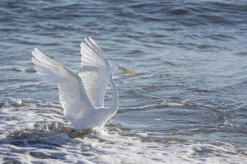 Great-Egret-3200-backlit-with-wings-raised-_DSC3853-Sebastian-Inlet-State-Park-FL