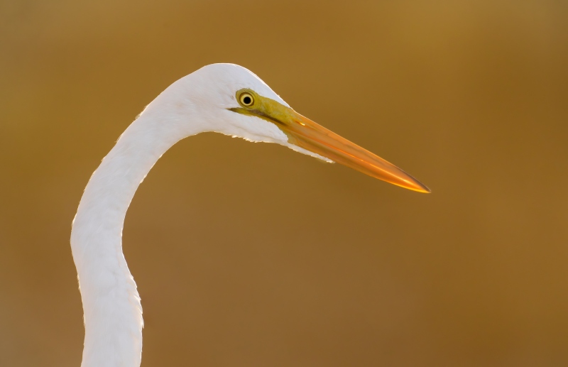Great-Egret-3200-head-and-neck-backlit-_DSC2598-Sebastian-Inlet-FL-Enhanced-NR