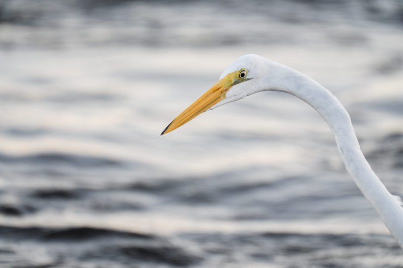 Great-Egret-3200-head-portrait-RED-DSC03180-Sebastian-Inlet-FL