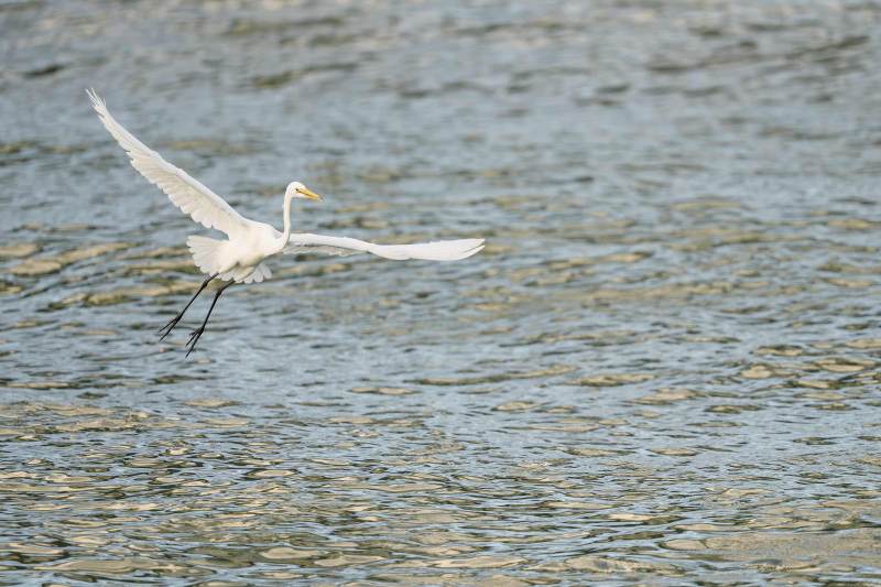 Great-Egret-3200-in-flight-RED-_DSC7704-Sebastian-Inlet-FL