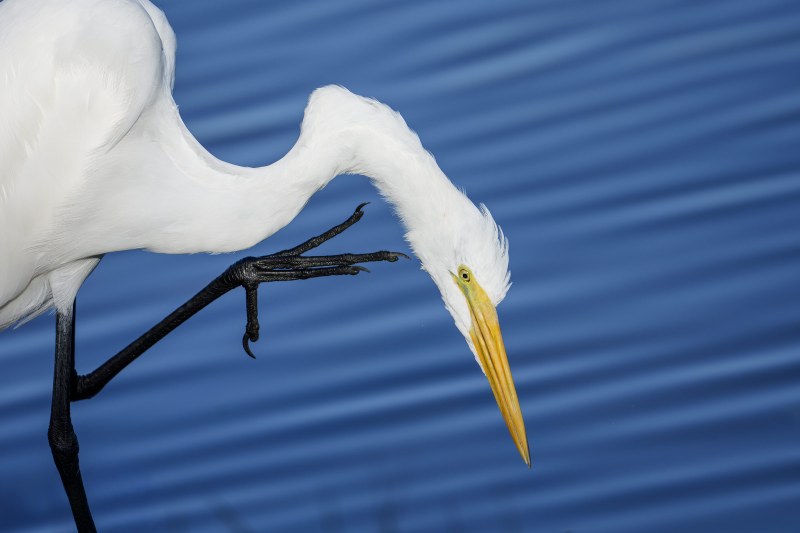 Great-Egret-3200-juvenile-scratching-EUGEN-_DSC9567-Sebastian-Inlet-FL Great-Egret-3200-juvenile-scratching-EUGEN-_DSC9567-Sebastian-Inlet-FL