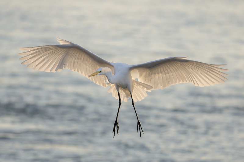 Great-Egret-3200-landing-backlit-_DSC3043-Sebastian-Inlet-FL