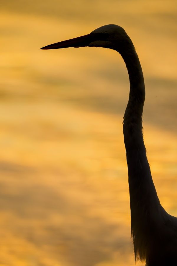 Great-Egret-3200-sunrise-SILH-_DSC8885-Sebastian-Inlet-FL