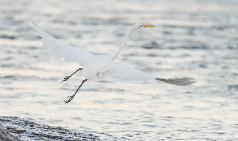 Great-Egret-3200-taking-flight-RED-DSC02928-Sebastian-Inlet-FL-2