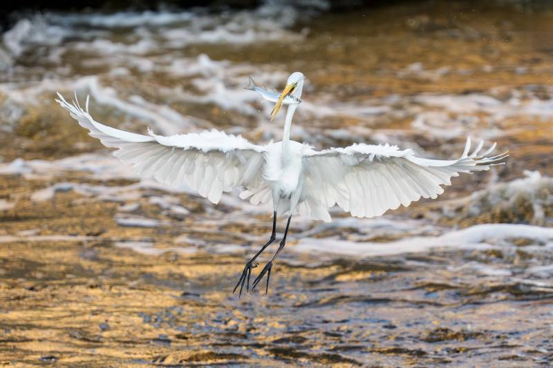Great-Egret-3200-with-fish-_DSC2313-Sebastian-Inlet-FL