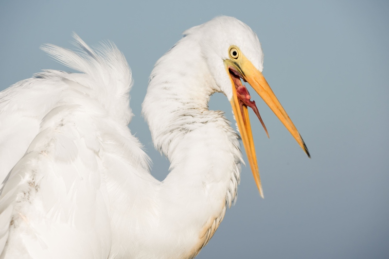 Great-Egret-B-juvenile-shaking-head-violently-_DSC9779-Indian-Lake-Estates-FL