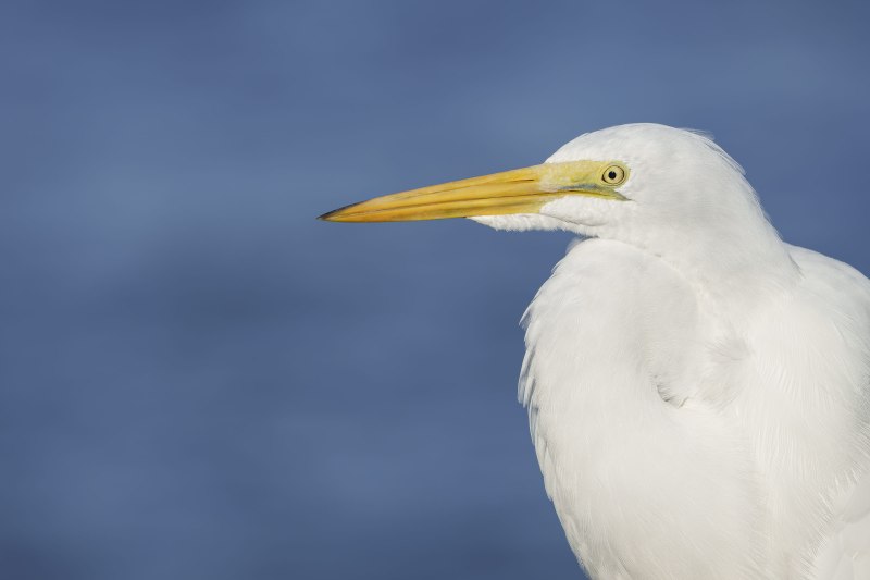 Great-Egret-Juvenile-Jim-Miller-_DSC4972