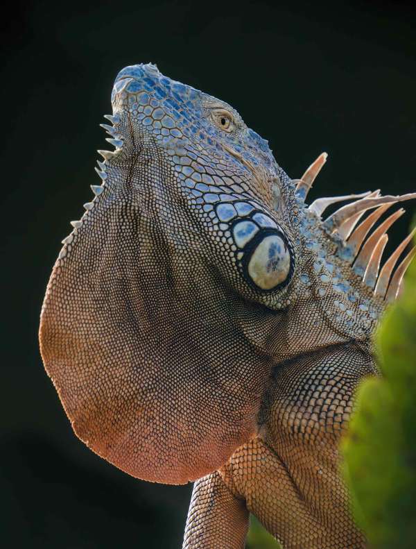 Green-Iguana-3200-basking-backlit-_DSC2060-Green-Cay-Wetlands-Boynton-Beach-FL